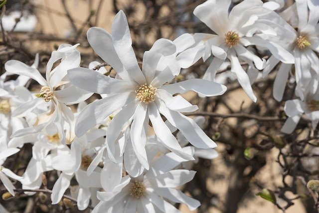 Free download Star Magnolia Flowers White -  free photo or picture to be edited with GIMP online image editor