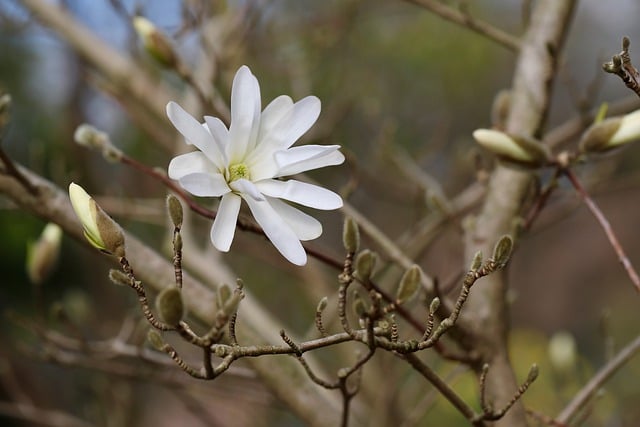Free download star magnolia magnolia free picture to be edited with GIMP free online image editor