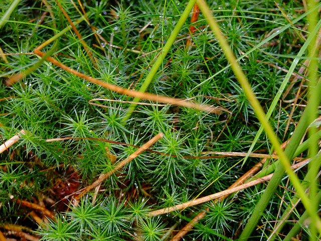 Muat turun percuma Star Moss Grass - foto atau gambar percuma untuk diedit dengan editor imej dalam talian GIMP