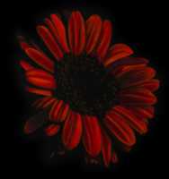 Free download Stas Korolov, Chrysanthemum, Oil On Canvas 59x 55 Cm, 2017 free photo or picture to be edited with GIMP online image editor