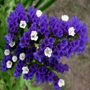 Statice flowers wallpaper  screen for extension Chrome web store in OffiDocs Chromium