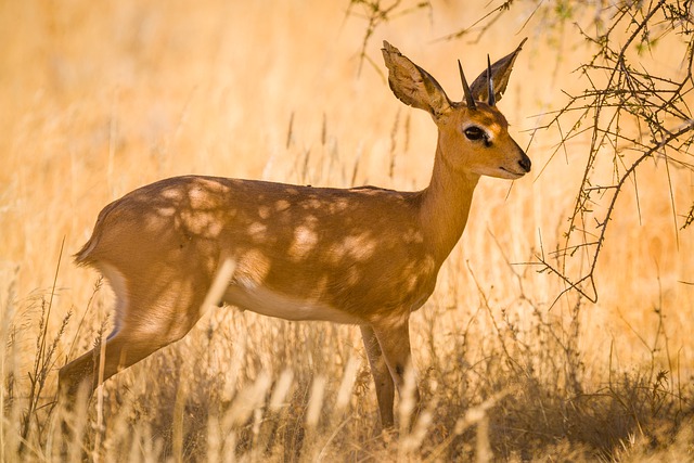 Free download steenbok antelope africa wildlife free picture to be edited with GIMP free online image editor