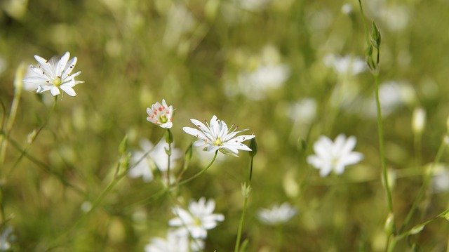 Free download Stellaria Wildflowers Butterfly -  free photo or picture to be edited with GIMP online image editor