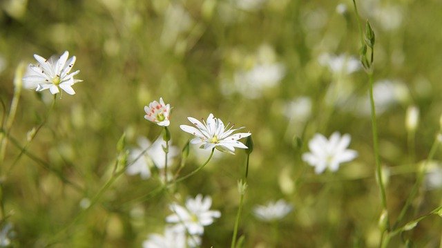 Libreng pag-download ng Stellaria Wildflowers Butterfly - libreng larawan o larawan na ie-edit gamit ang GIMP online na editor ng imahe