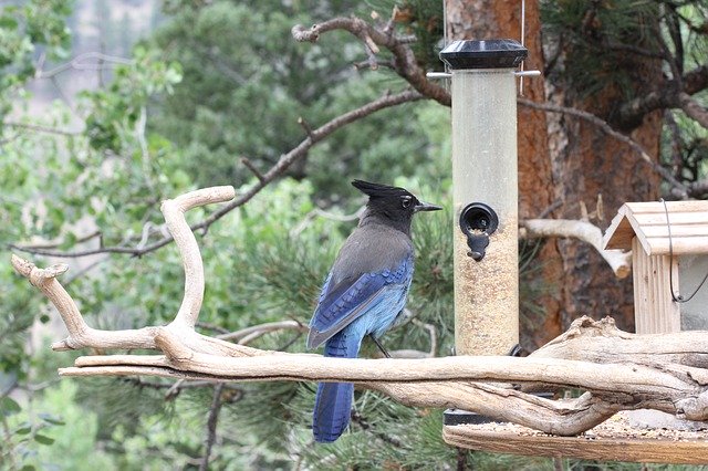 Téléchargement gratuit de Stellar Jay Cute Bird - photo ou image gratuite à éditer avec l'éditeur d'images en ligne GIMP