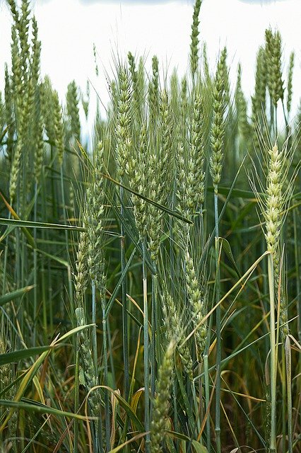 Безкоштовно завантажте Stem Green Field — безкоштовну фотографію чи зображення для редагування за допомогою онлайн-редактора зображень GIMP