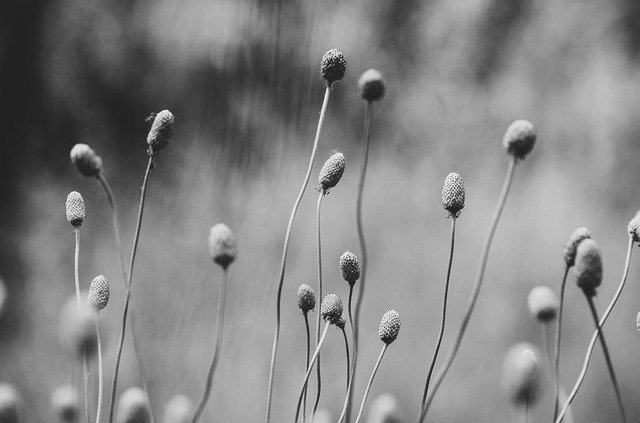 무료 다운로드 Stengel Plant Entwine - 무료 사진 또는 김프 온라인 이미지 편집기로 편집할 수 있는 사진