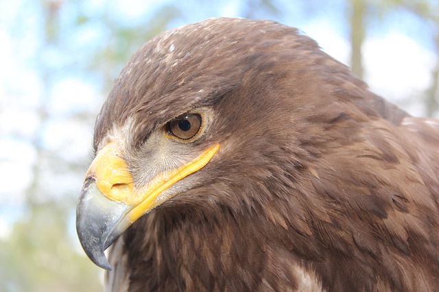 Free download steppe eagle animal bird free picture to be edited with GIMP free online image editor