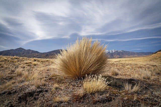 Téléchargement gratuit Herbe des Steppes de Nouvelle-Zélande - photo ou image gratuite à modifier avec l'éditeur d'images en ligne GIMP