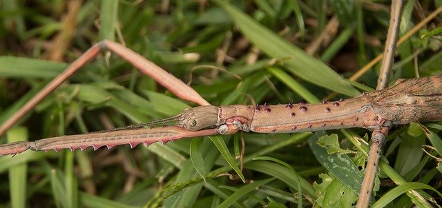 Free download Stick Insect Tesselated Phasmatid free photo template to be edited with GIMP online image editor