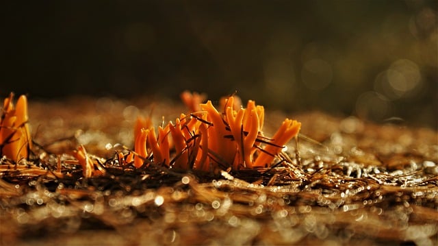 Free download sticky coral fungus fungi mushrooms free picture to be edited with GIMP free online image editor