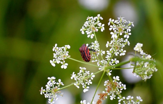 Free download stiff bug bugs insect nature free picture to be edited with GIMP free online image editor