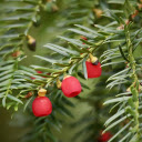 Stiff leaves and red flowers  screen for extension Chrome web store in OffiDocs Chromium