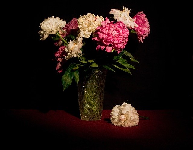 دانلود رایگان Still Life Flowers Peonies - عکس یا تصویر رایگان قابل ویرایش با ویرایشگر تصویر آنلاین GIMP