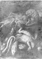 Free download Still Life - Lobster, Turtle, Fish and Eels free photo or picture to be edited with GIMP online image editor