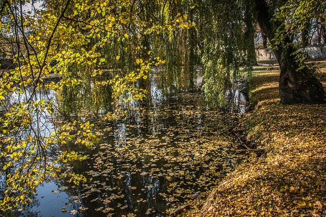 ดาวน์โหลดฟรี Still Life Reflection Trees - ภาพถ่ายหรือรูปภาพที่จะแก้ไขด้วยโปรแกรมแก้ไขรูปภาพออนไลน์ GIMP ได้ฟรี