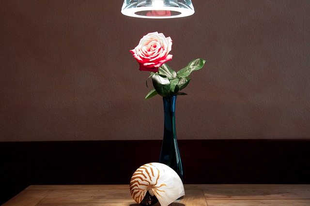 Free download still life vase nautilus table free picture to be edited with GIMP free online image editor
