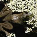 Stillness of the Frog Pond  screen for extension Chrome web store in OffiDocs Chromium