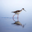 Stilt Bird Theme  screen for extension Chrome web store in OffiDocs Chromium