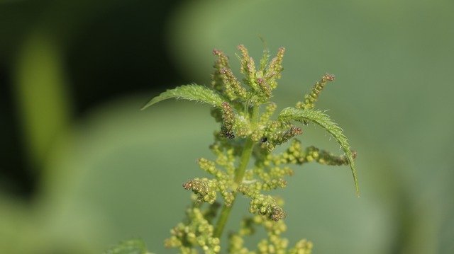 Free download Stinging Nettle Flower Flora -  free photo or picture to be edited with GIMP online image editor