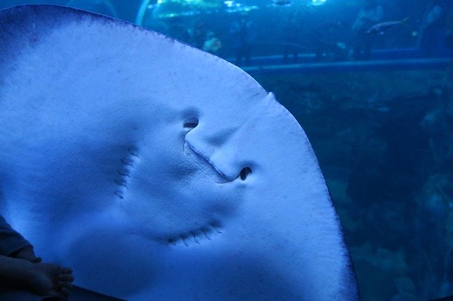 ດາວ​ໂຫຼດ​ຟຣີ Stingray ປາ Meeresbewohner - ຮູບ​ພາບ​ຟຣີ​ຫຼື​ຮູບ​ພາບ​ທີ່​ຈະ​ໄດ້​ຮັບ​ການ​ແກ້​ໄຂ​ກັບ GIMP ອອນ​ໄລ​ນ​໌​ບັນ​ນາ​ທິ​ການ​ຮູບ​ພາບ