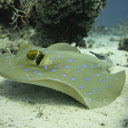 Stingray under the ocean  screen for extension Chrome web store in OffiDocs Chromium