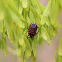 Stink bug on fresh flower branch  screen for extension Chrome web store in OffiDocs Chromium