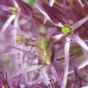 Stink bugs and fragrant flowers  screen for extension Chrome web store in OffiDocs Chromium