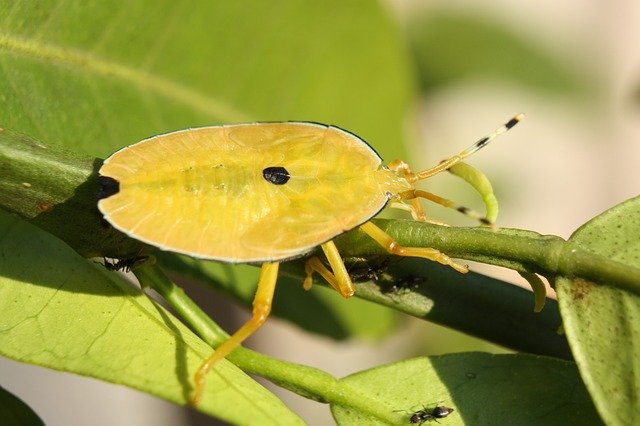 تنزيل مجاني Stink Bug Shield Bronze Orange - صورة مجانية أو صورة ليتم تحريرها باستخدام محرر الصور عبر الإنترنت GIMP