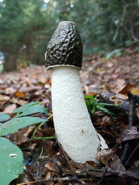 Descărcare gratuită Stinkmorchel Mushroom Forest - fotografie sau imagine gratuită pentru a fi editată cu editorul de imagini online GIMP