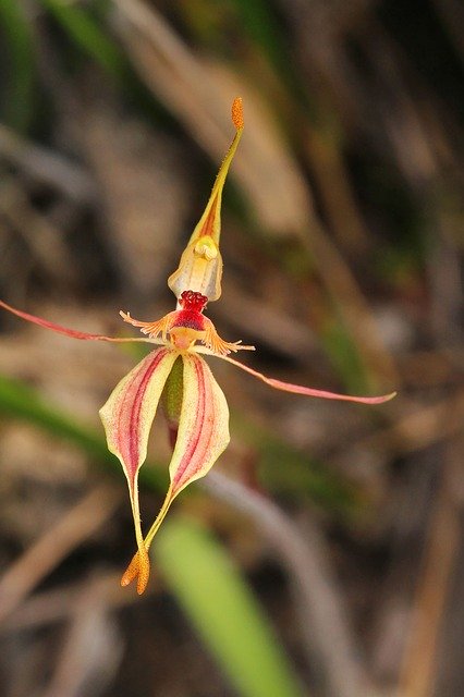 Free download Stirling Ranges Crab-Lipped Orchid -  free photo or picture to be edited with GIMP online image editor