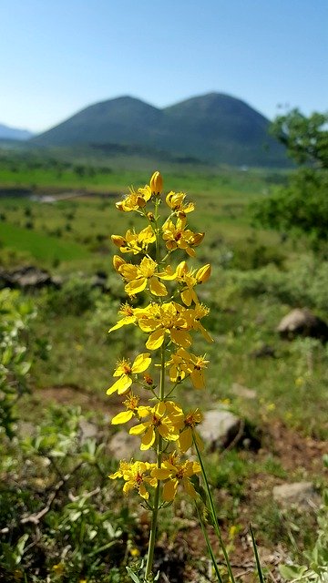 Free picture St JohnS Wort Flower Mountain -  to be edited by GIMP free image editor by OffiDocs