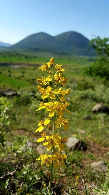 Free download St JohnS Wort Flower Mountain -  free photo or picture to be edited with GIMP online image editor