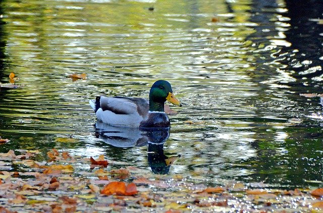 Free picture Stockente Ente Teich -  to be edited by GIMP free image editor by OffiDocs