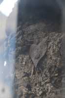 Free download Stock Im Eisen ( 3) free photo or picture to be edited with GIMP online image editor