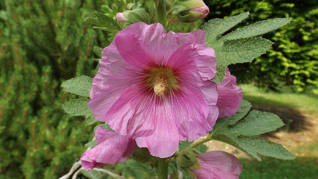 Stock Rose Bloom Garden'ı ücretsiz indirin - GIMP çevrimiçi resim düzenleyici ile düzenlenecek ücretsiz fotoğraf veya resim