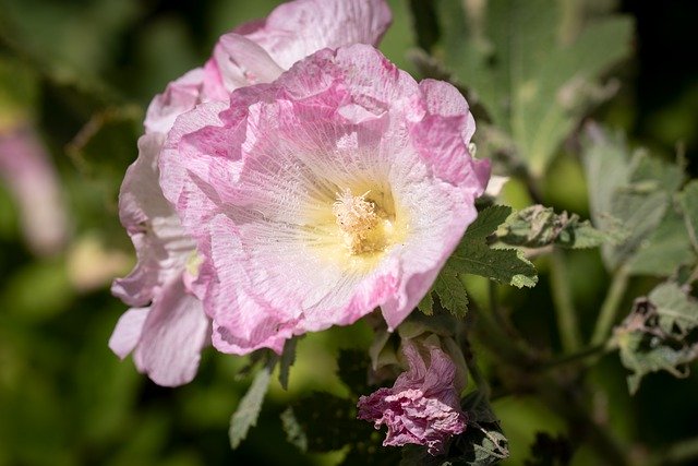 Free download Stock Rose Pink Flower -  free photo or picture to be edited with GIMP online image editor