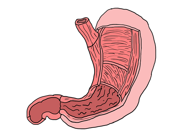 Free download Stomach Muscles Muscle Layers -  free illustration to be edited with GIMP free online image editor
