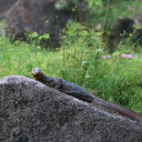 Stone colored lizard  screen for extension Chrome web store in OffiDocs Chromium