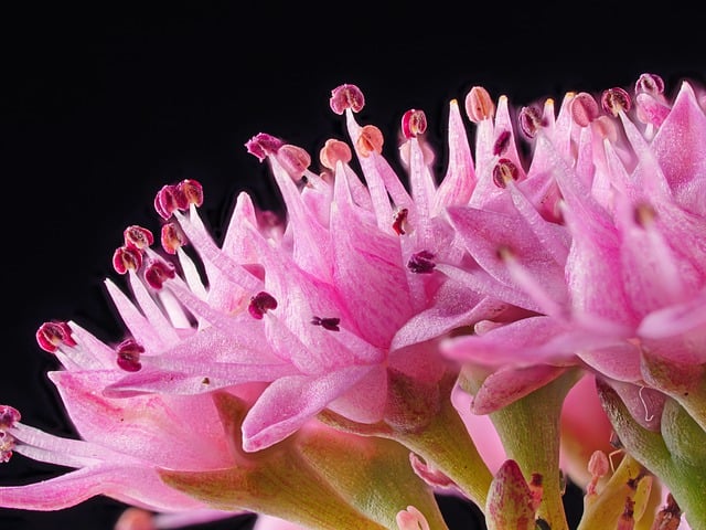 Free download stonecrop blossom bloom pollen free picture to be edited with GIMP free online image editor