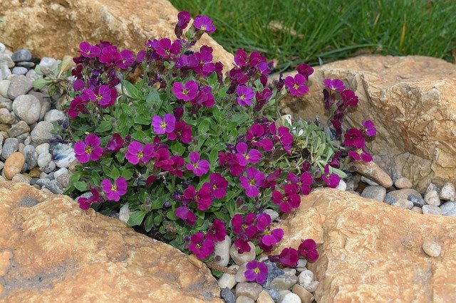تنزيل Stone Flower Pink مجانًا - صورة أو صورة مجانية ليتم تحريرها باستخدام محرر الصور عبر الإنترنت GIMP