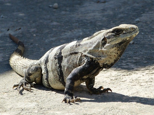 Free download Stone Iguana Mexico South -  free photo or picture to be edited with GIMP online image editor