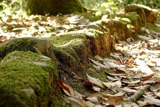 Free picture Stone Leaves Nature -  to be edited by GIMP free image editor by OffiDocs