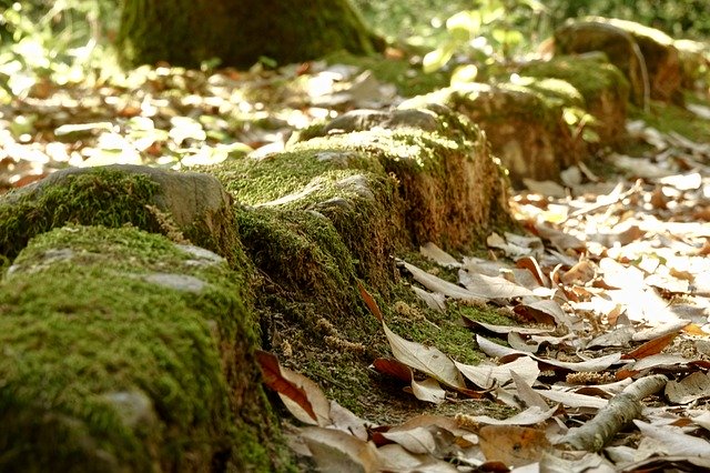 Kostenloser Download Stone Leaves Nature - kostenloses Foto oder Bild zur Bearbeitung mit GIMP Online-Bildbearbeitung