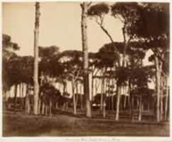 Free download Stone Pines, Villa Pamfili Doria, Rome free photo or picture to be edited with GIMP online image editor