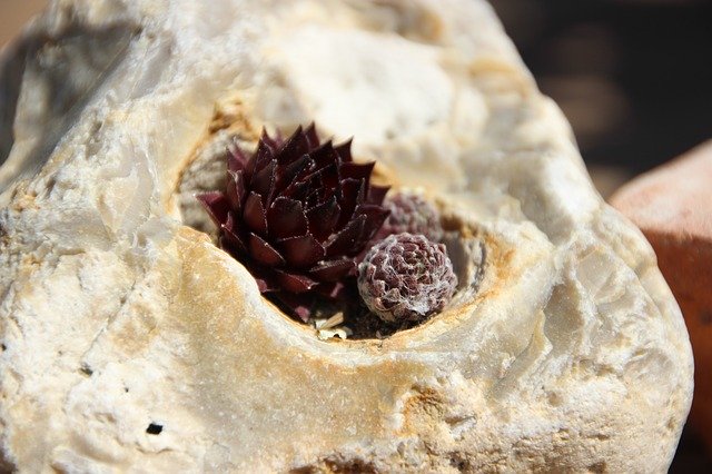 Muat turun percuma Stone Plant Nature - foto atau gambar percuma untuk diedit dengan editor imej dalam talian GIMP