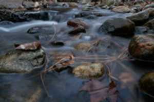 Free download Stones and Leaves glisten in Bellvue Creek free photo or picture to be edited with GIMP online image editor