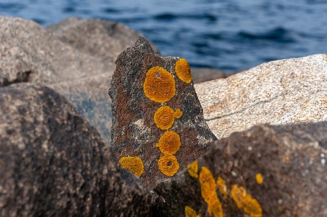 Free download stones moss sea beach close up free picture to be edited with GIMP free online image editor