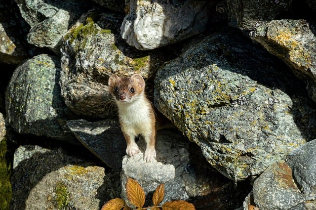 Free download stones rock marten stone marten free picture to be edited with GIMP free online image editor