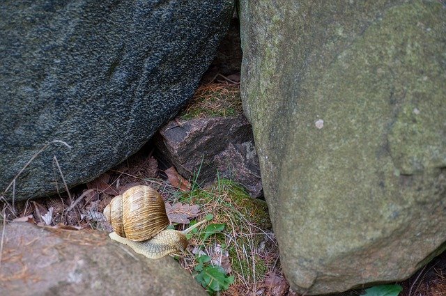 Free download Stones Snail Moss -  free photo or picture to be edited with GIMP online image editor